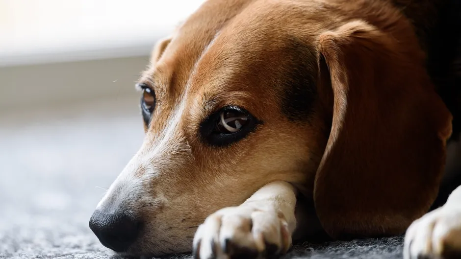 Beagle
